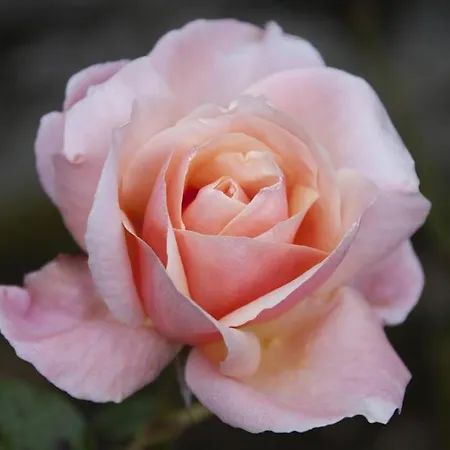 Гостевой дом Clonalis House - Castlerea